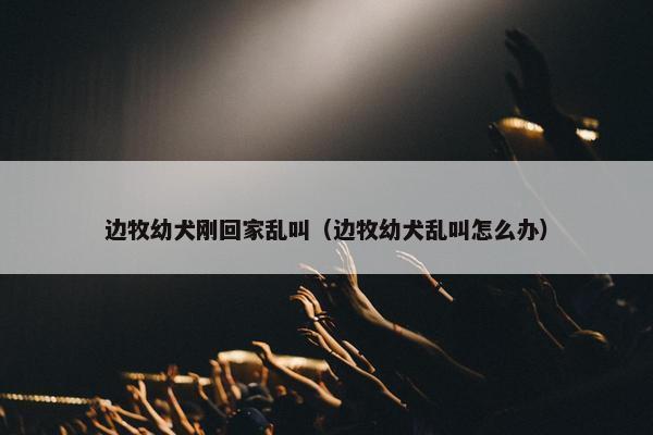 边牧幼犬刚回家乱叫（边牧幼犬乱叫怎么办）