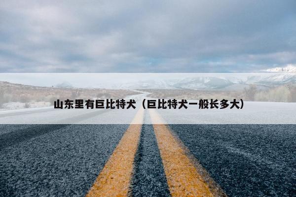 山东里有巨比特犬（巨比特犬一般长多大）