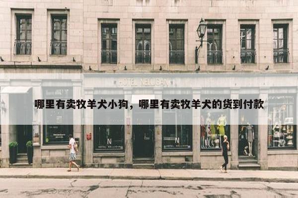 哪里有卖牧羊犬小狗，哪里有卖牧羊犬的货到付款