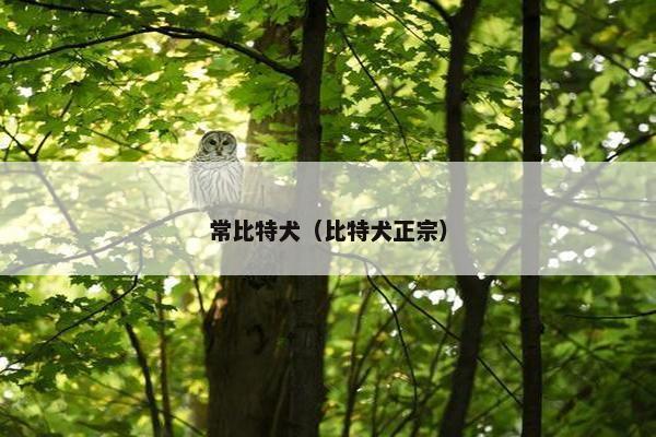 常比特犬（比特犬正宗）