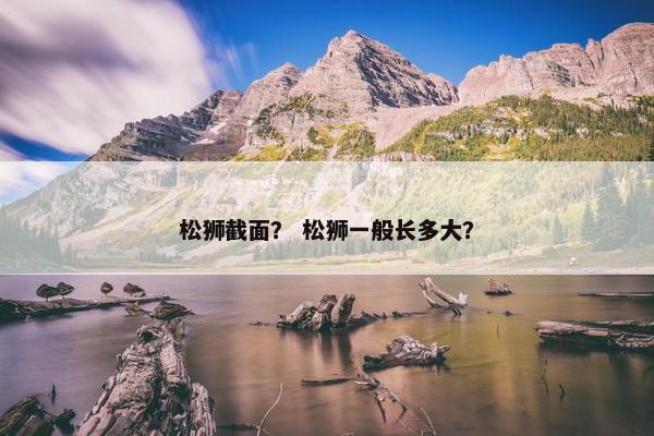 松狮截面？ 松狮一般长多大？