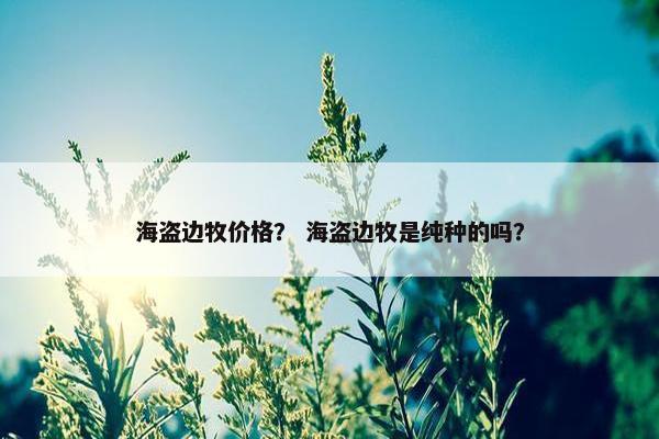 海盗边牧价格？ 海盗边牧是纯种的吗？