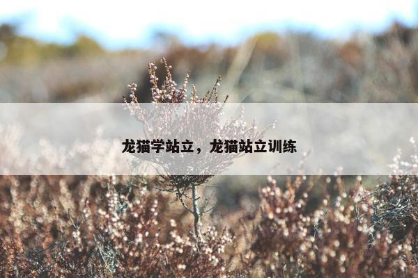 龙猫学站立，龙猫站立训练