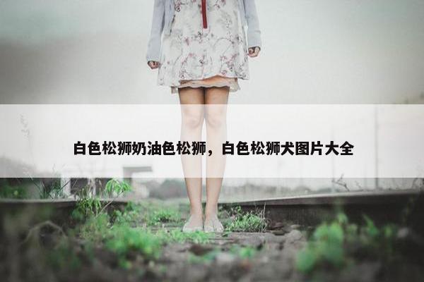 白色松狮奶油色松狮，白色松狮犬图片大全