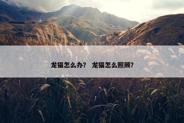 龙猫怎么办？ 龙猫怎么照顾？