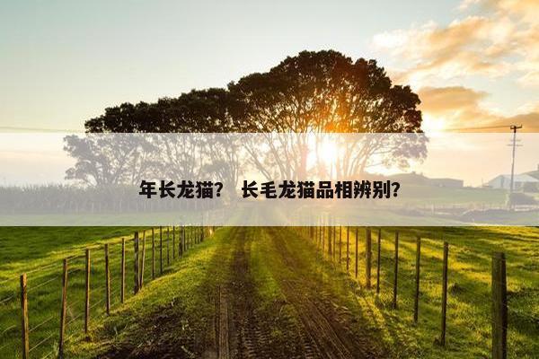 年长龙猫？ 长毛龙猫品相辨别？