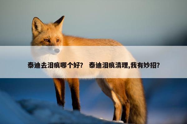 泰迪去泪痕哪个好？ 泰迪泪痕清理,我有妙招？