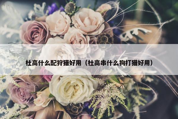 杜高什么配狩猎好用（杜高串什么狗打猎好用）