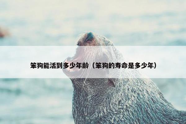 笨狗能活到多少年龄（笨狗的寿命是多少年）
