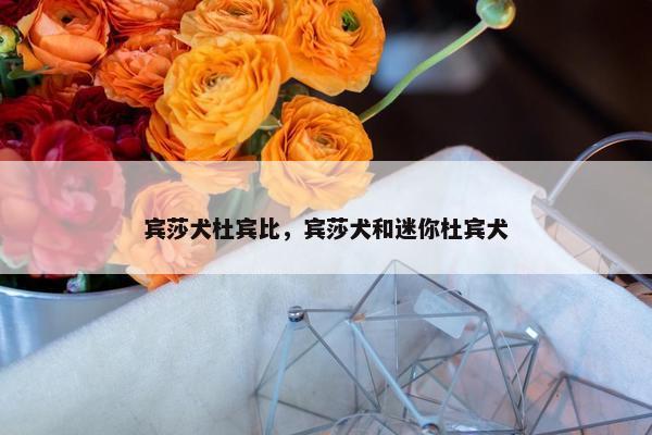 宾莎犬杜宾比，宾莎犬和迷你杜宾犬