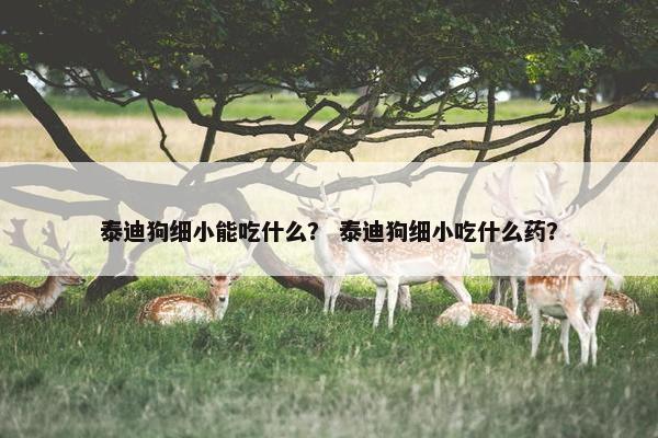 泰迪狗细小能吃什么？ 泰迪狗细小吃什么药？