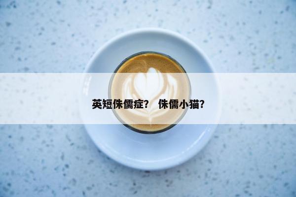 英短侏儒症？ 侏儒小猫？