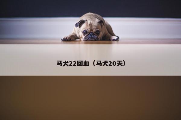 马犬22回血（马犬20天）