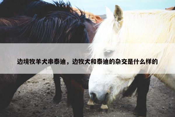 边境牧羊犬串泰迪，边牧犬和泰迪的杂交是什么样的