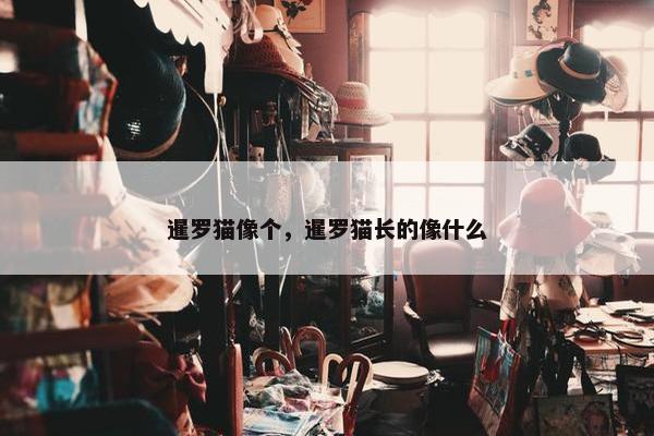 暹罗猫像个，暹罗猫长的像什么