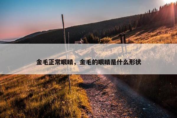 金毛正常眼睛，金毛的眼睛是什么形状