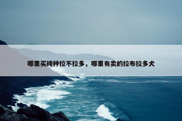 哪里买纯种拉不拉多，哪里有卖的拉布拉多犬
