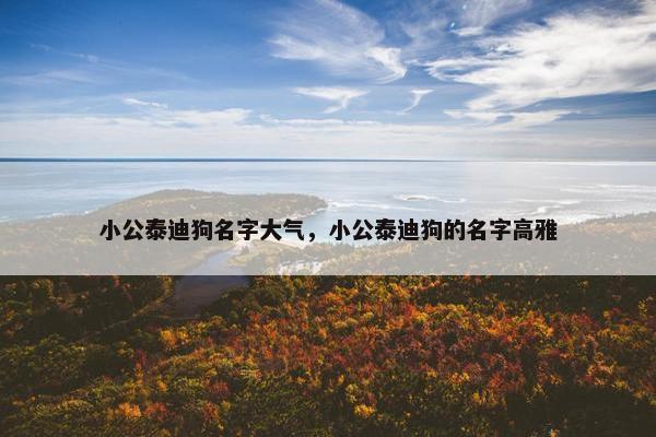 小公泰迪狗名字大气，小公泰迪狗的名字高雅
