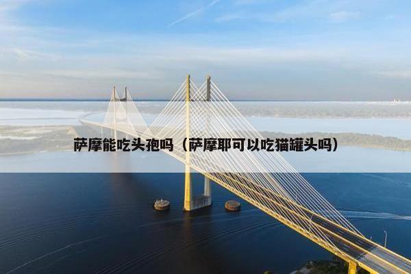 萨摩能吃头孢吗（萨摩耶可以吃猫罐头吗）