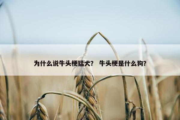 为什么说牛头梗猛犬？ 牛头梗是什么狗？