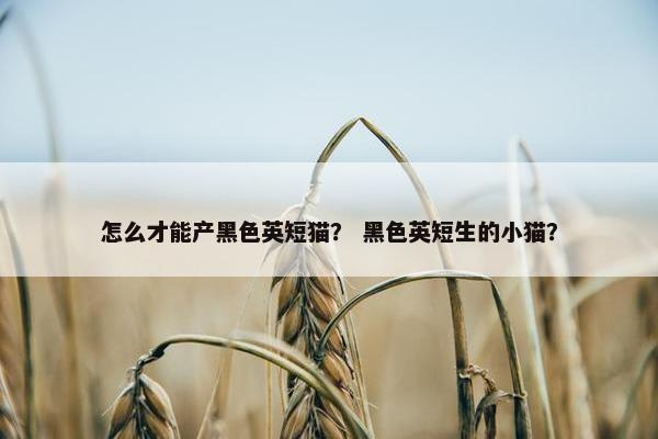 怎么才能产黑色英短猫？ 黑色英短生的小猫？