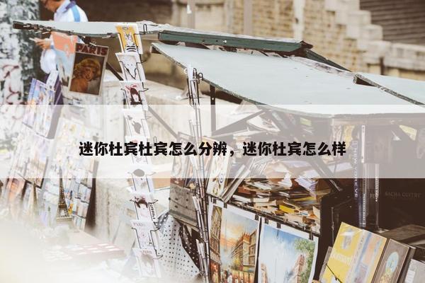 迷你杜宾杜宾怎么分辨，迷你杜宾怎么样