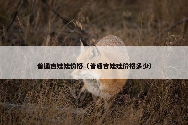 普通吉娃娃价格（普通吉娃娃价格多少）