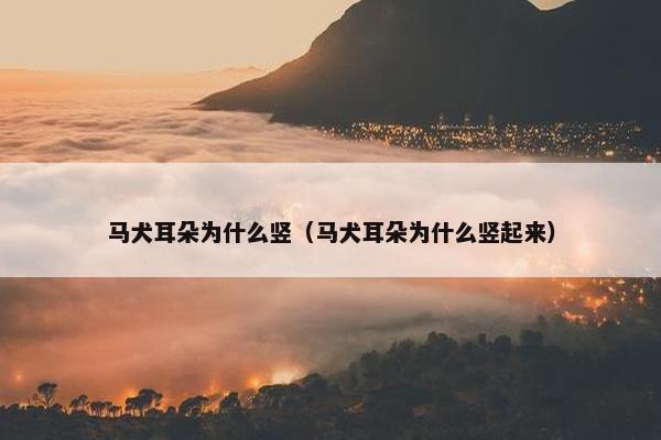 马犬耳朵为什么竖（马犬耳朵为什么竖起来）
