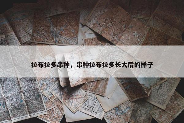 拉布拉多串种，串种拉布拉多长大后的样子