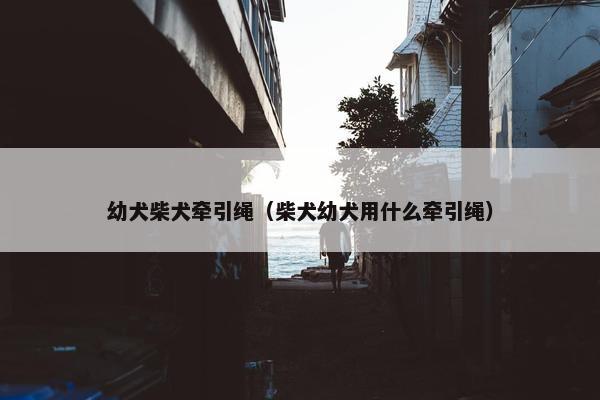幼犬柴犬牵引绳（柴犬幼犬用什么牵引绳）