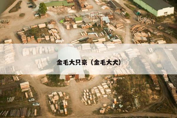金毛大只豪（金毛大犬）