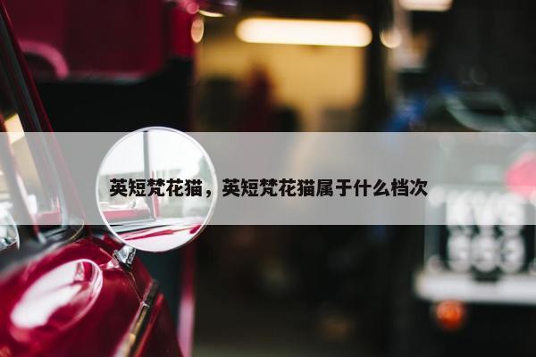 英短梵花猫，英短梵花猫属于什么档次