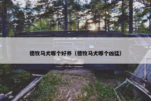 德牧马犬哪个好养（德牧马犬哪个凶猛）