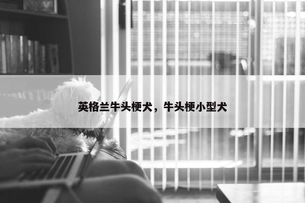 英格兰牛头梗犬，牛头梗小型犬
