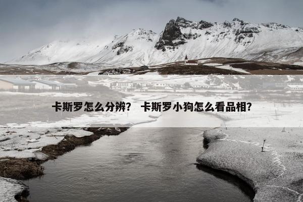 卡斯罗怎么分辨？ 卡斯罗小狗怎么看品相？
