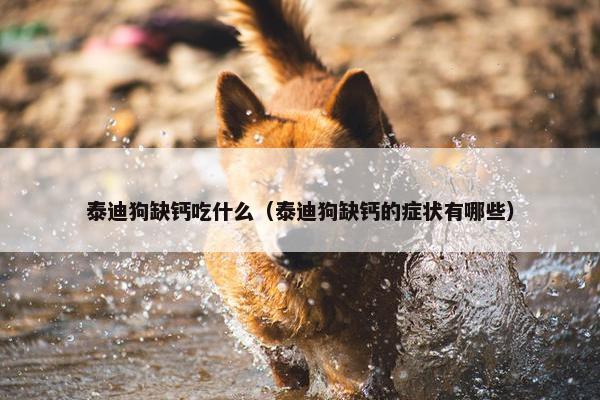 泰迪狗缺钙吃什么（泰迪狗缺钙的症状有哪些）