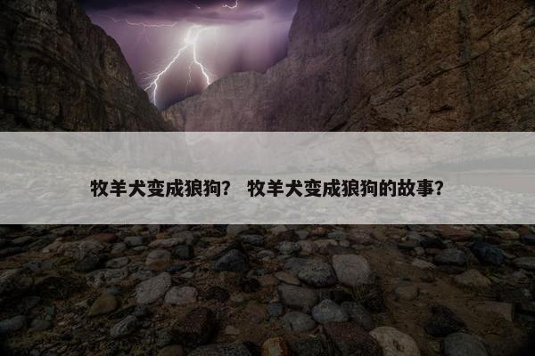 牧羊犬变成狼狗？ 牧羊犬变成狼狗的故事？