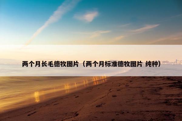 两个月长毛德牧图片（两个月标准德牧图片 纯种）