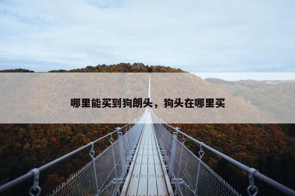 哪里能买到狗朗头，狗头在哪里买
