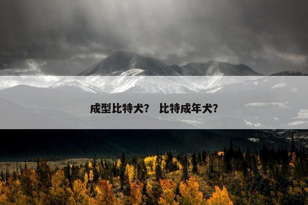 成型比特犬？ 比特成年犬？