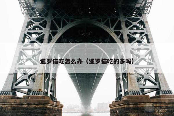 暹罗猫吃怎么办（暹罗猫吃的多吗）