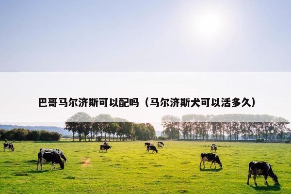 巴哥马尔济斯可以配吗（马尔济斯犬可以活多久）