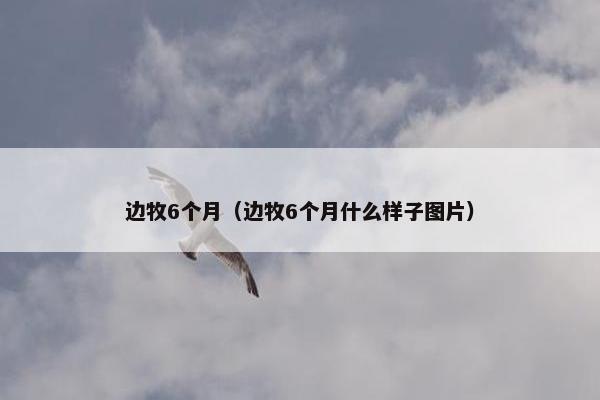 边牧6个月（边牧6个月什么样子图片）