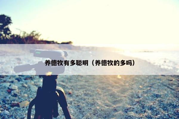 养德牧有多聪明（养德牧的多吗）