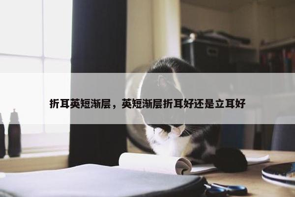 折耳英短渐层，英短渐层折耳好还是立耳好