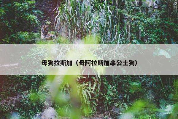 母狗拉斯加（母阿拉斯加串公土狗）