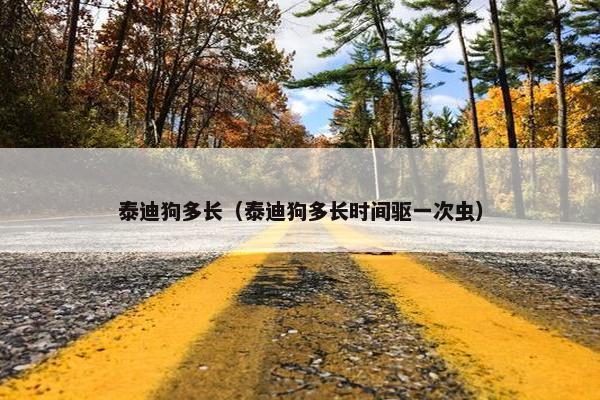 泰迪狗多长（泰迪狗多长时间驱一次虫）