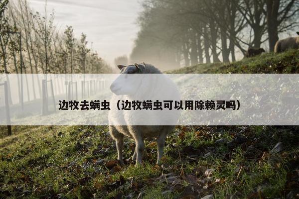 边牧去螨虫（边牧螨虫可以用除赖灵吗）