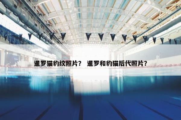 暹罗猫豹纹照片？ 暹罗和豹猫后代照片？