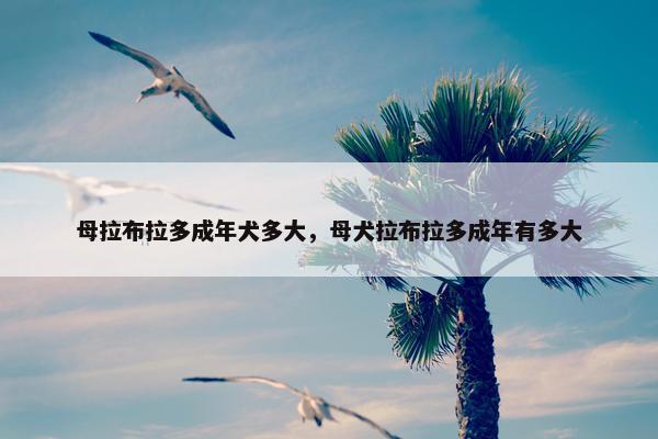 母拉布拉多成年犬多大，母犬拉布拉多成年有多大